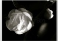 /album/galleria-foto-home/rosaideebonbon-0-jpg/